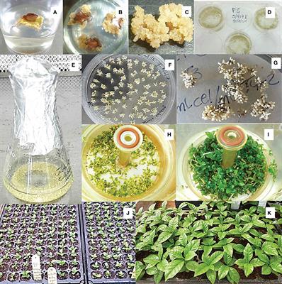 Somatic embryogenesis of Arabica coffee in temporary immersion culture: Advances, limitations, and perspectives for mass propagation of selected genotypes